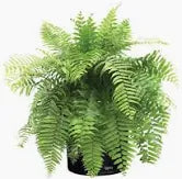 Macho Fern (3 Gal)