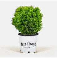 Thuja "Little Gem" (3 Gallon)