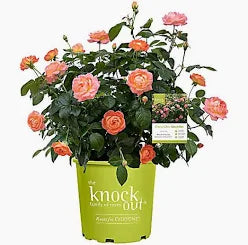 Double Knockout Roses