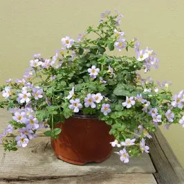 Bacopa
