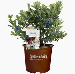 Southern Living Blueberry Bush Downhome Harvest 'I Declare' (1 Gallon)