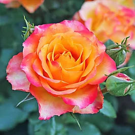 Double Knockout Roses