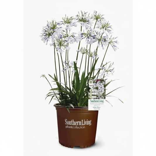 Agapanthus (3 Gallon)