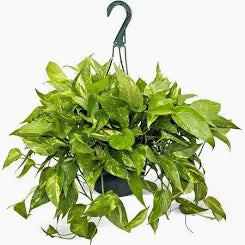 Pothos Hanging Basket