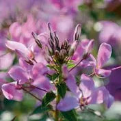 Cleome 'Lavender Dream' (1 Gallon)
