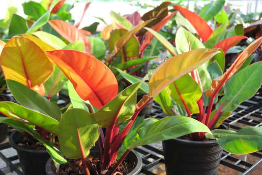 Philodendron 'Prince of Orange' 8"