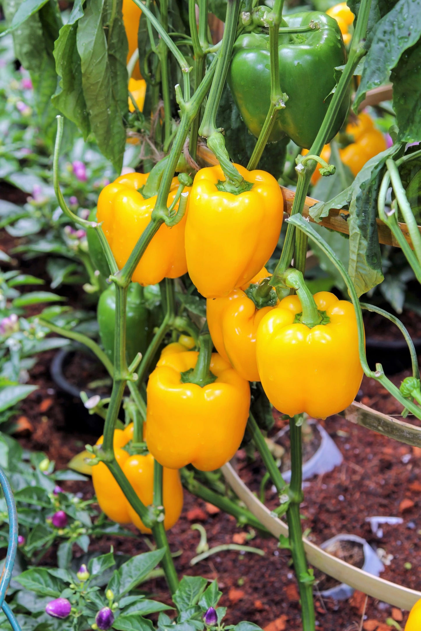 4” Yellow Bell Pepper Plant