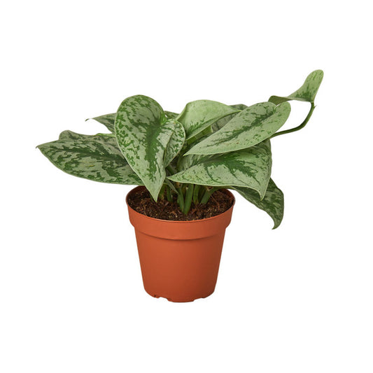 Scindapsus Silver Satin (8" hanging basket)
