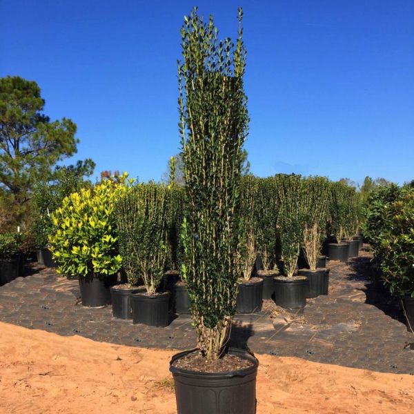Sky Pencil Holly (15 Gallon)