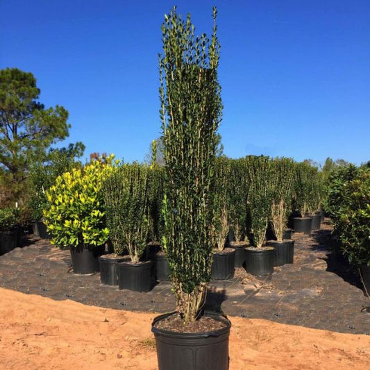 Sky Pencil Holly (15 Gallon)