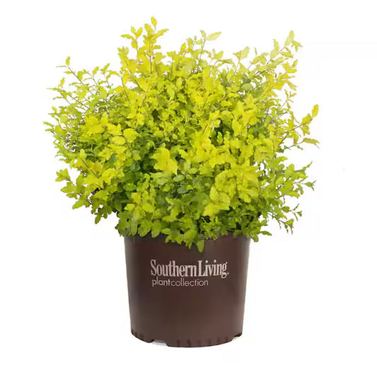 Sunshine Ligustrum – 7 Gallon ☀️🌿