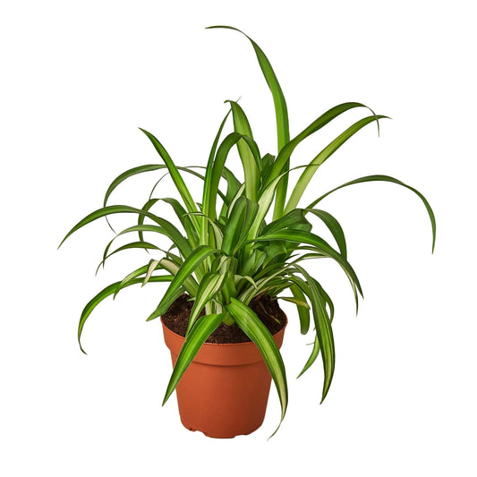 Spider Plant (4.5”) Chlorophytum comosum