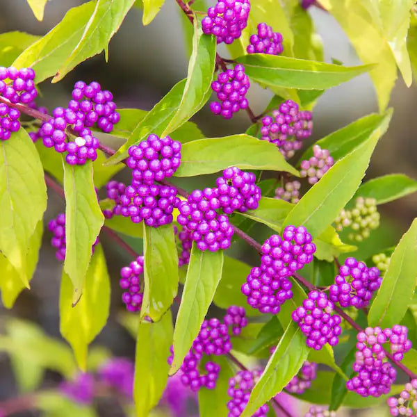Callicarpa americana Purple Beautyberry (3 Gallon)
