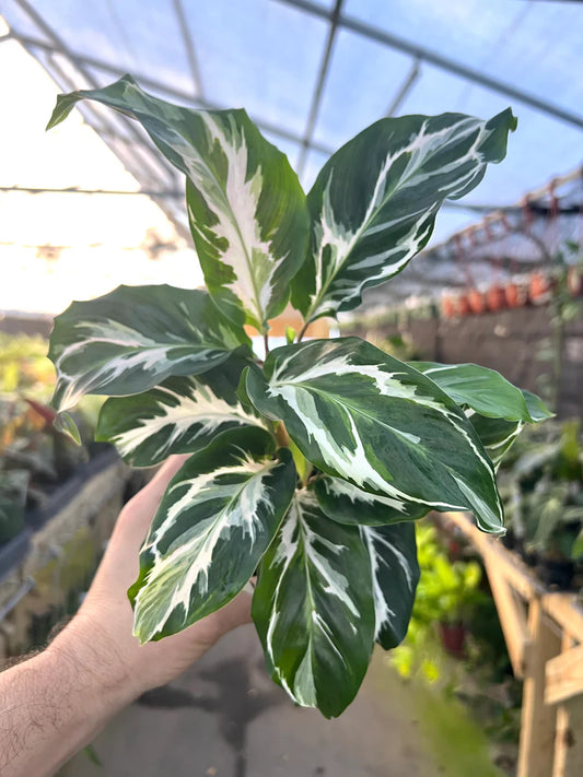 Calathea ‘Stella’ (8")