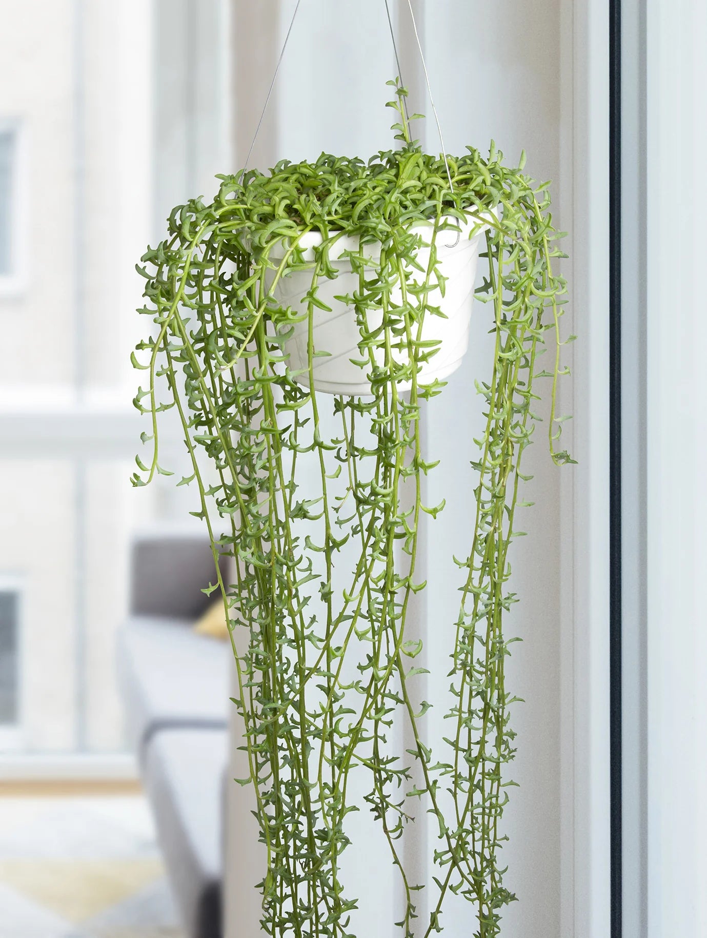 String of Dolphins Succulent Hanging Basket