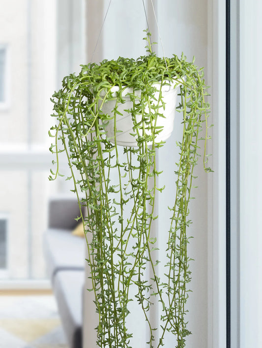 String of Dolphins Succulent Hanging Basket