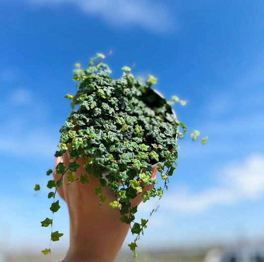 Succulents String of Frogs (4")