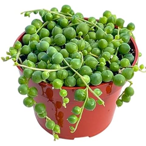 Succulents String of Pearls (4")
