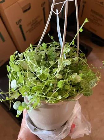 Succulents String of Turtles Hanging Basket (4.5")