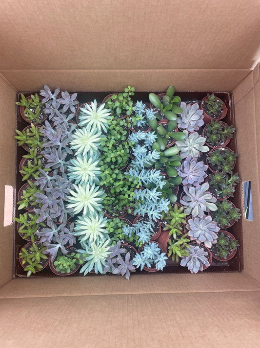 3” Succulents Assorted trending