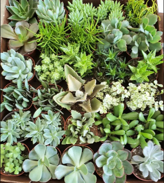 Succulents Assorted (4")