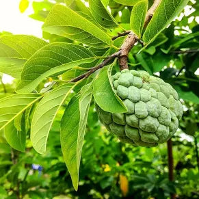 Sugar Apple Tree (7 Gallon)