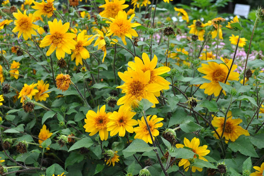 Helianthus Sunfinity Double Yellow