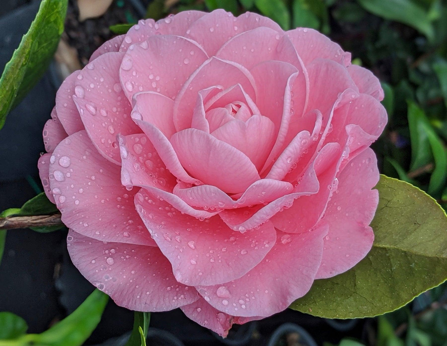 🌸 Nuccio’s Cameo Camellia (Camellia japonica) — 1 Gallon