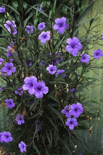 Ruellia (Mexican Petunia) "Purple Showers" 4.5"