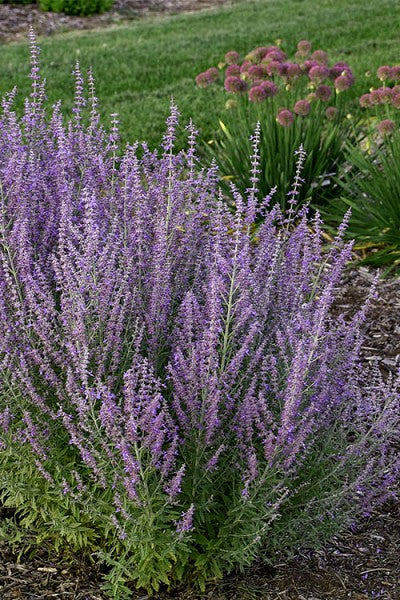 Perovskia (Russian Sage) 1 gal
