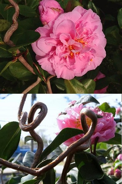 🌸 Egao Corkscrew Camellia (Camellia japonica ‘Egao Corkscrew’) – 3 Gallon