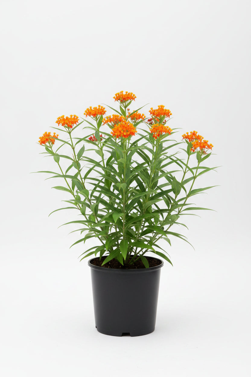 Asclepias (Milkweed) (1 Gallon)