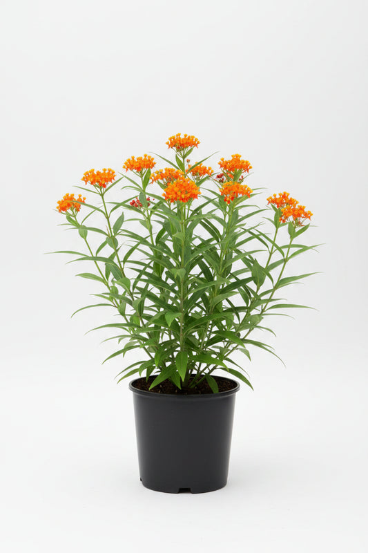 Asclepias (Milkweed) (1 Gallon)
