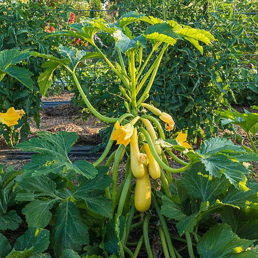 Yellow Crookneck Squash Plants – Pack of 6
