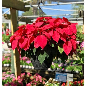 Poinsettia Red Hanging Basket