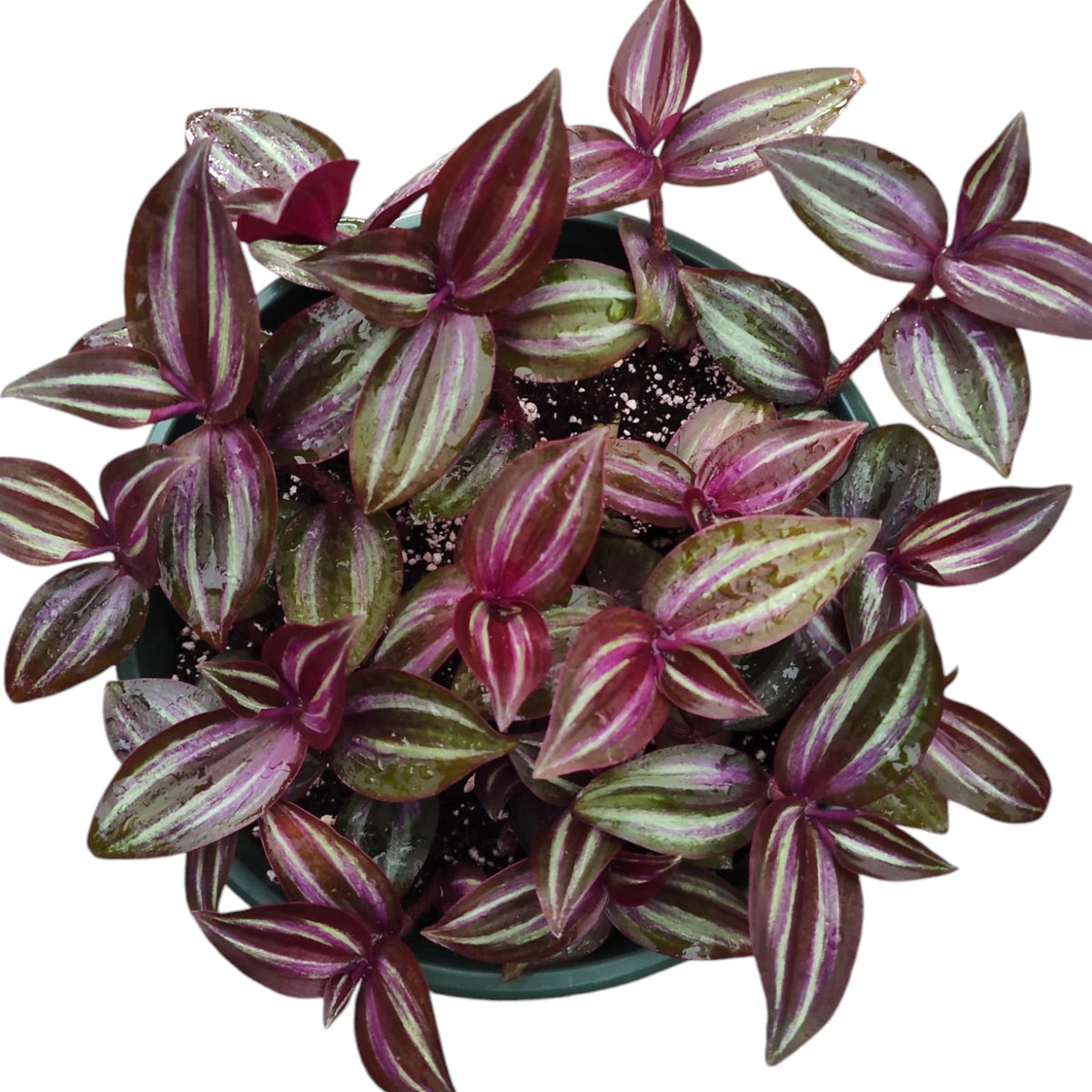Tradescantia Zebrina 'Wandering Dude' – 8" Hanging Basket